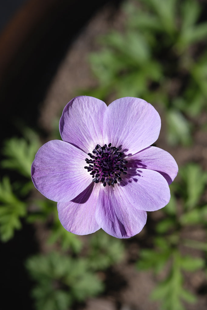 Purple anemone flower in the garden