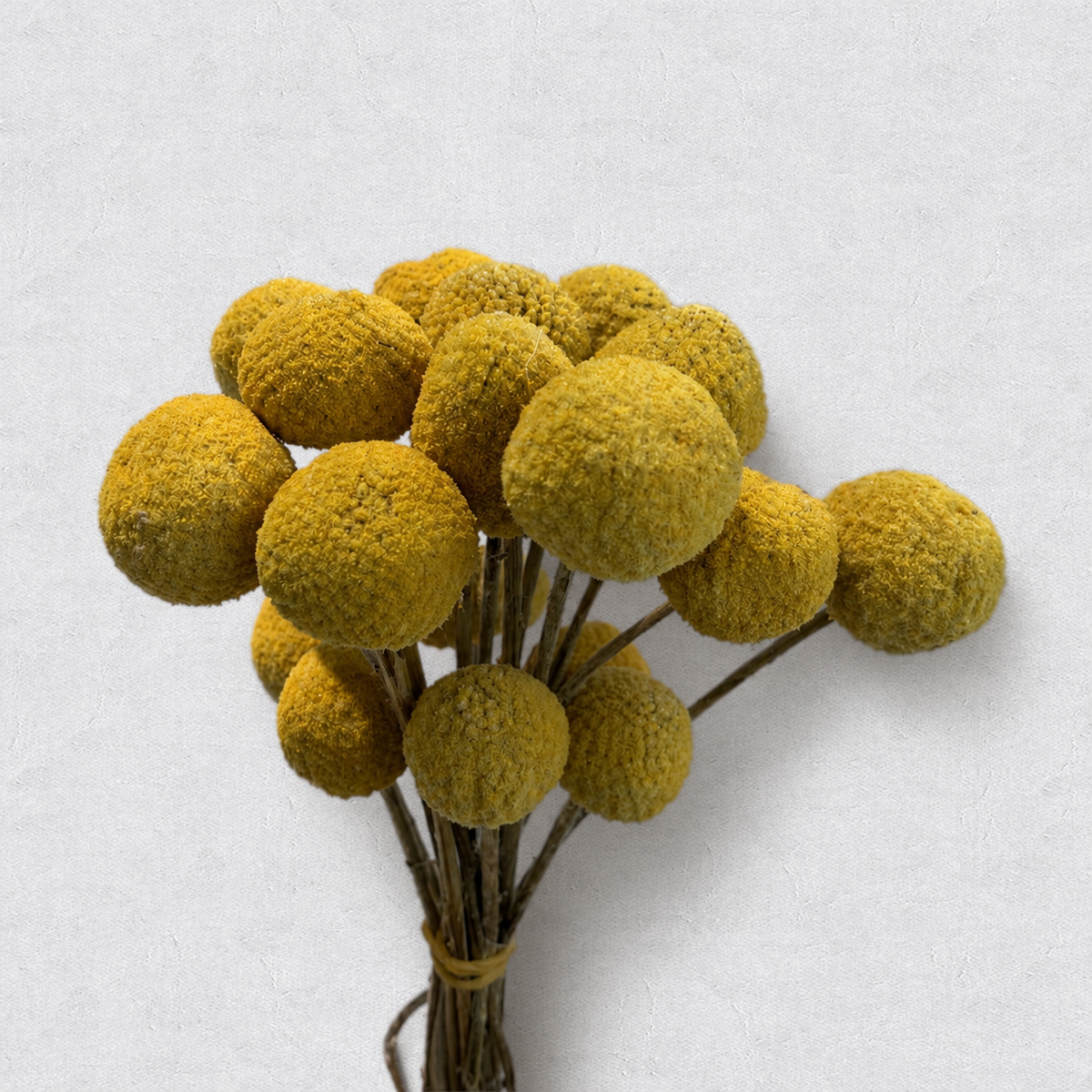 Billy Buttons — Natural Yellow