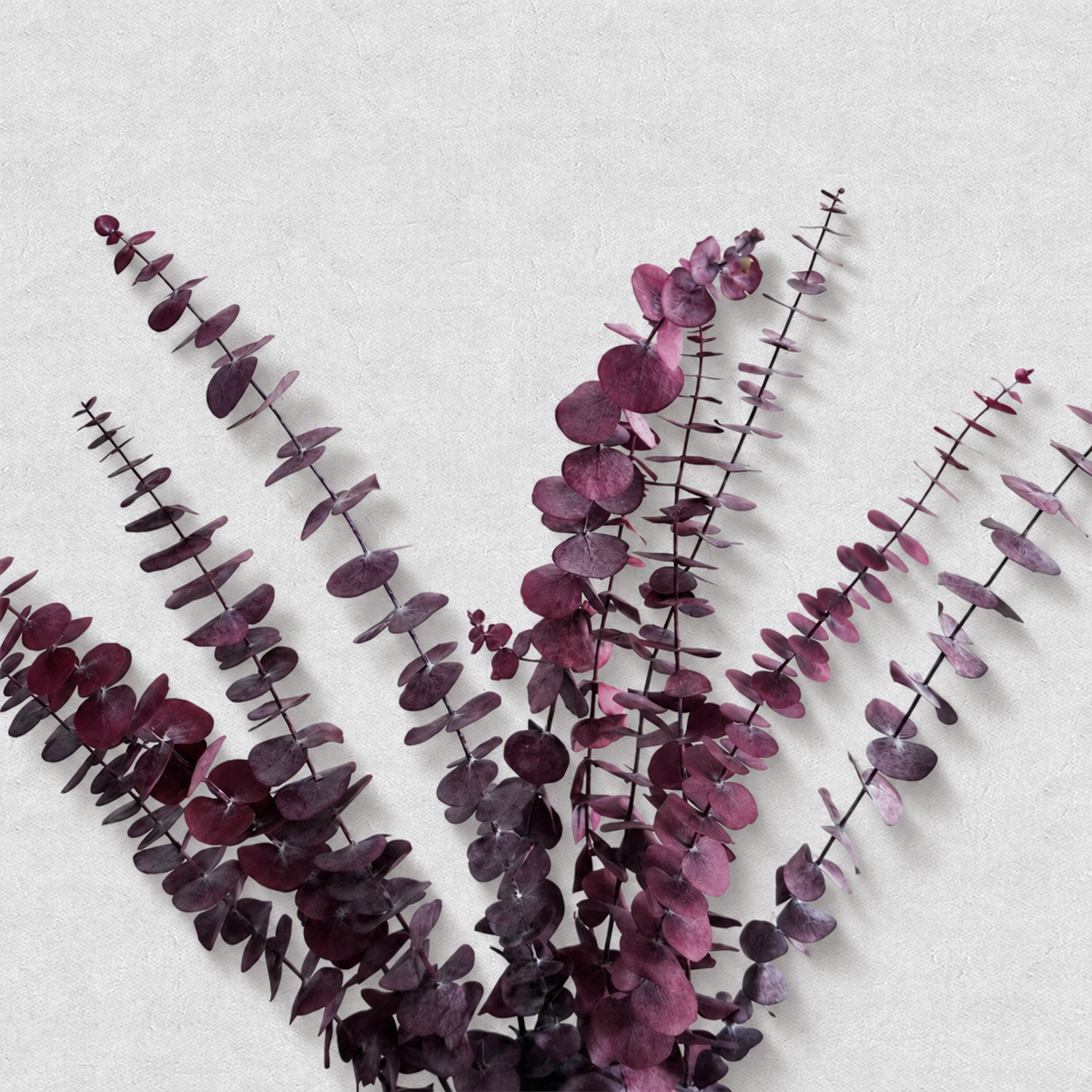 Eucalyptus — Wine