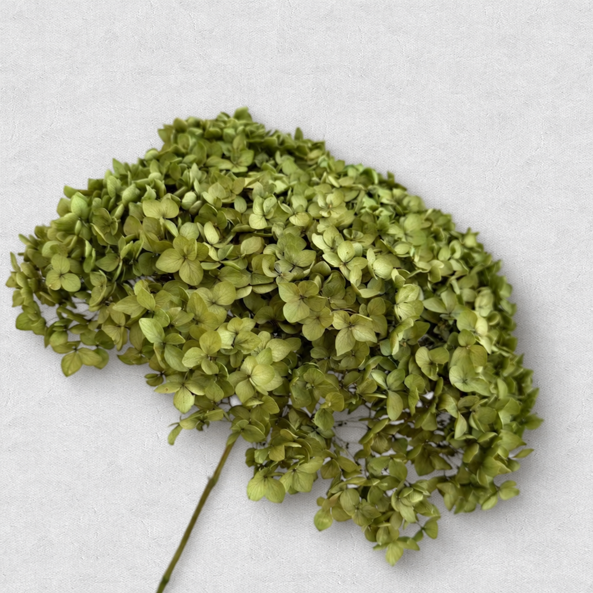 Hydrangea — Olive Green