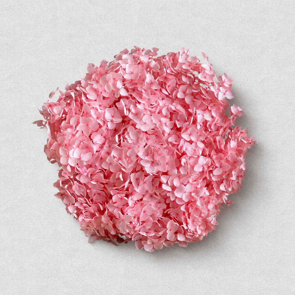 Hydrangea — Pink
