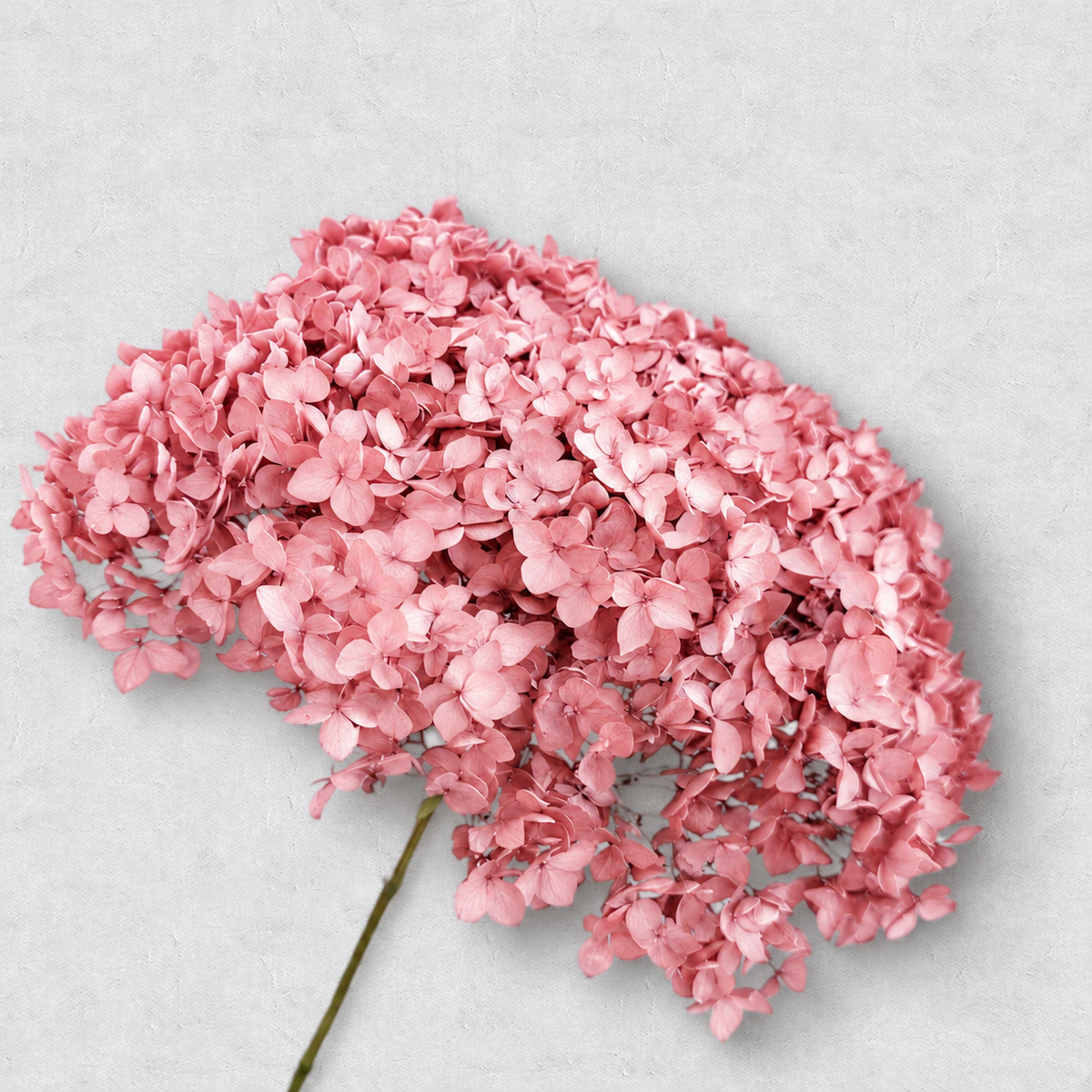Hydrangea — Pink