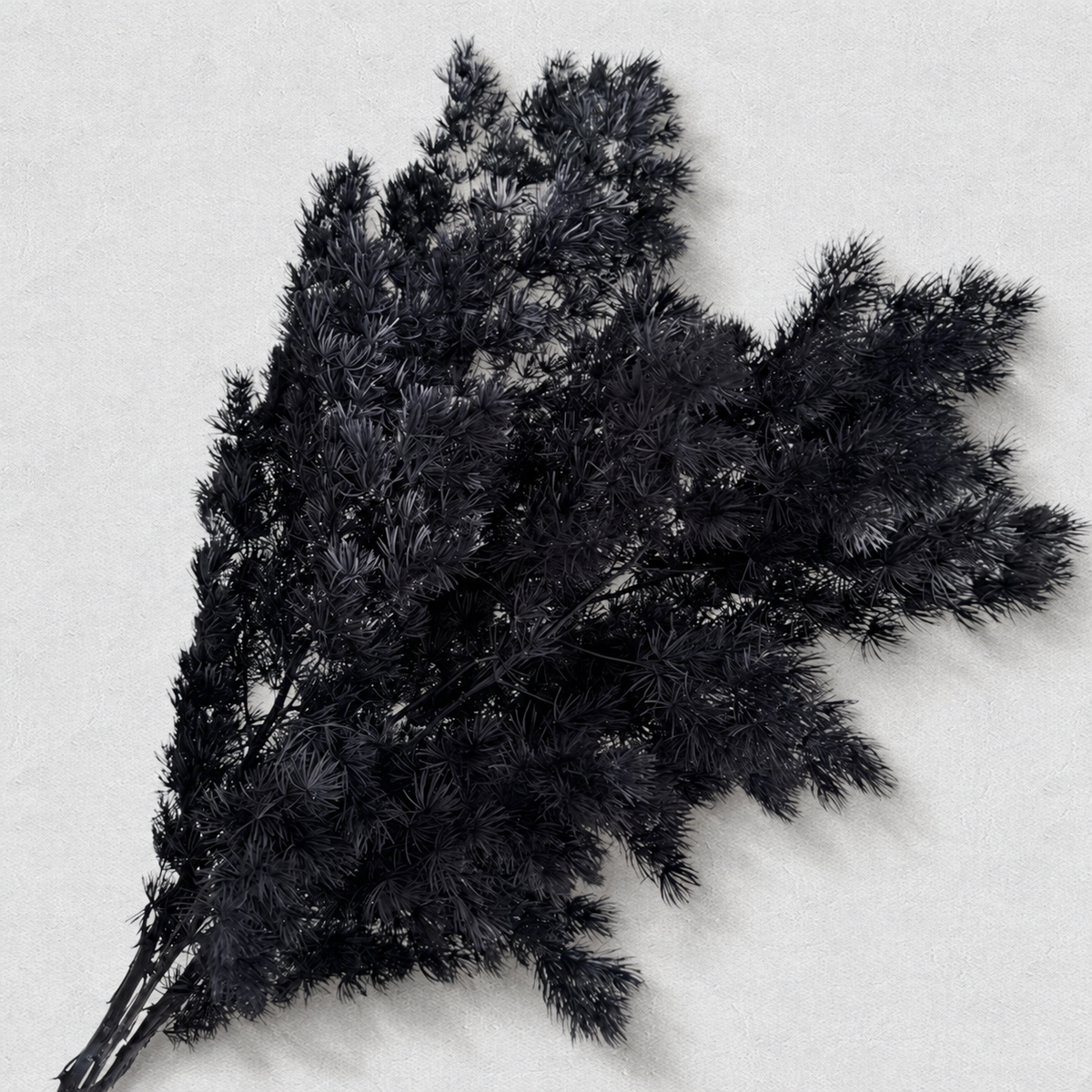 Ming Fern — Black