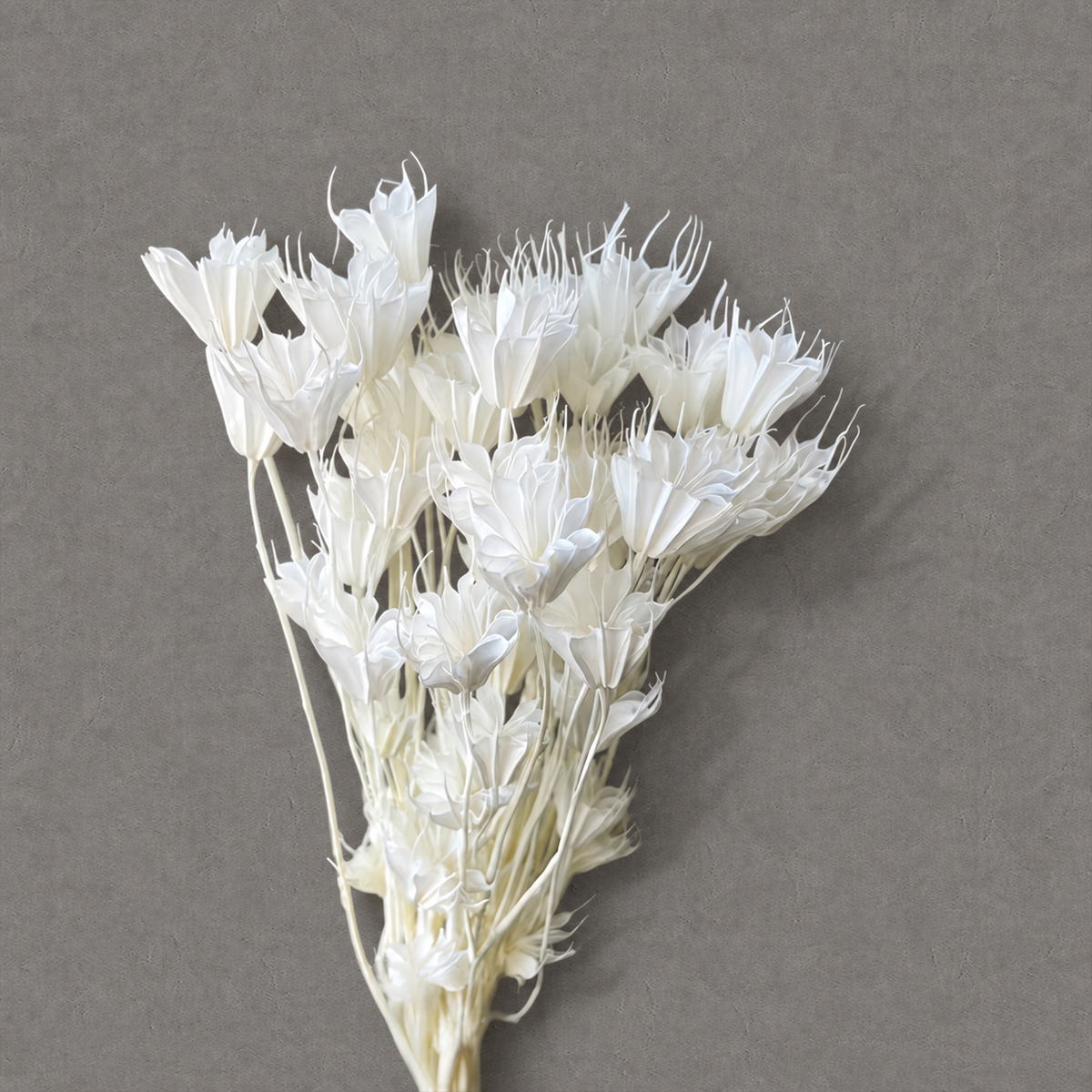Nigella — White