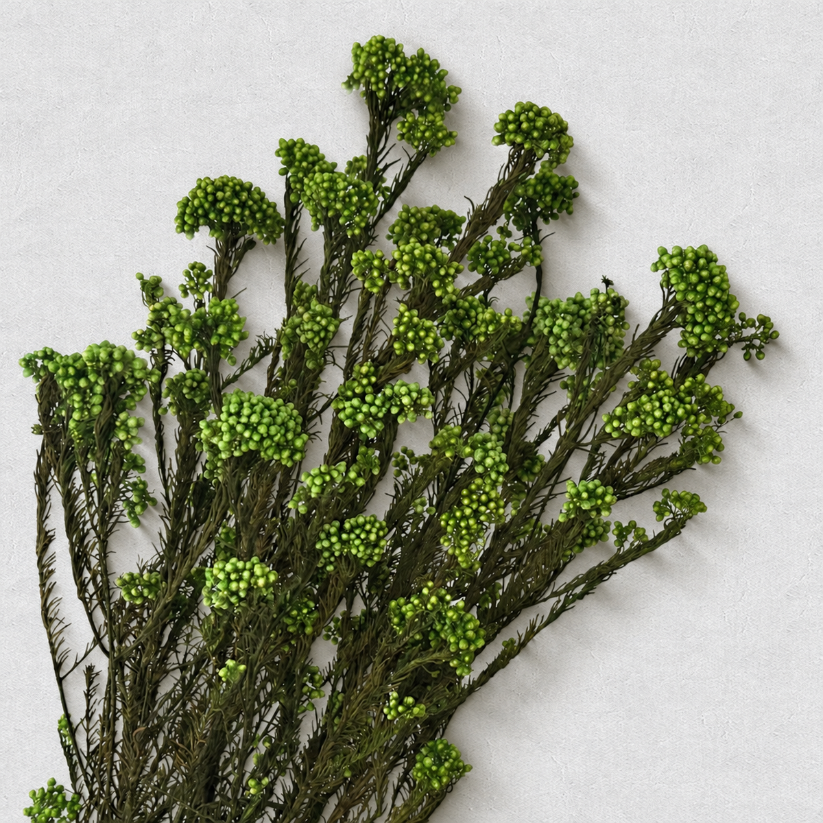 Rice Flower — Green