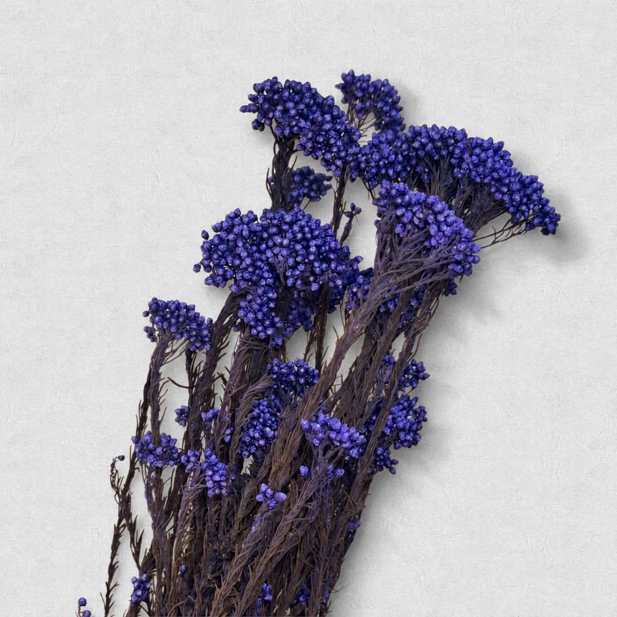 Rice Flower — Purple