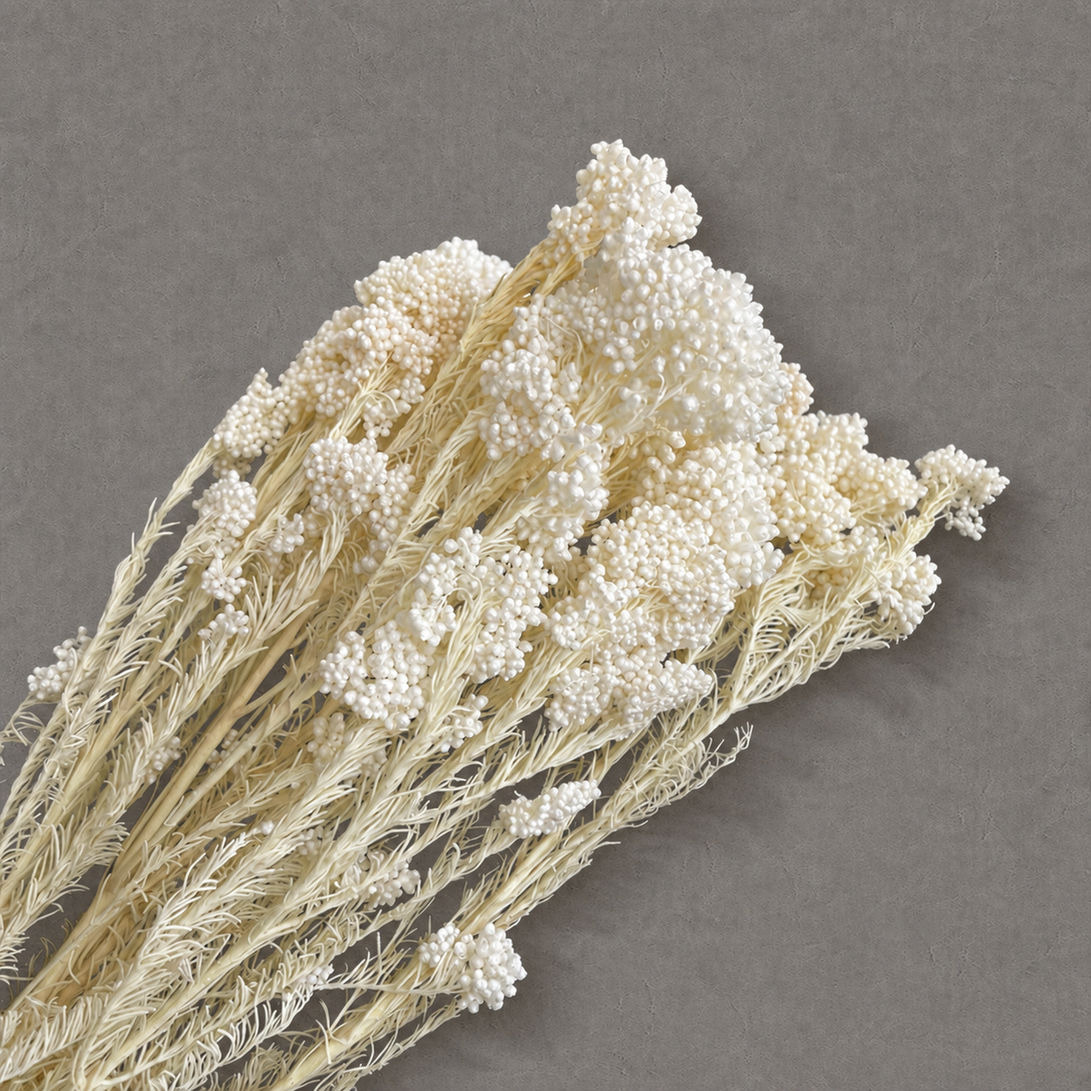 Rice Flower — White