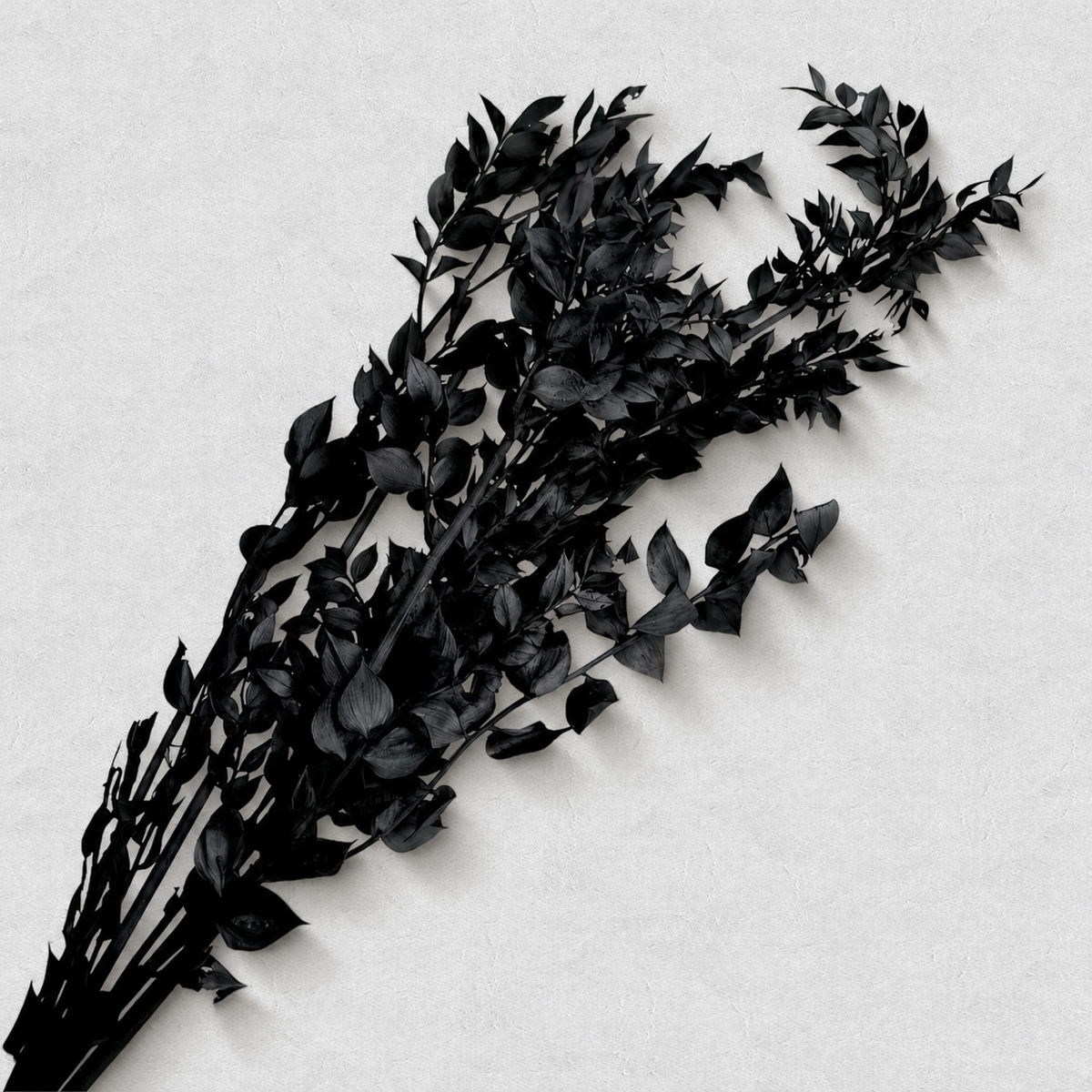 Ruscus — Black