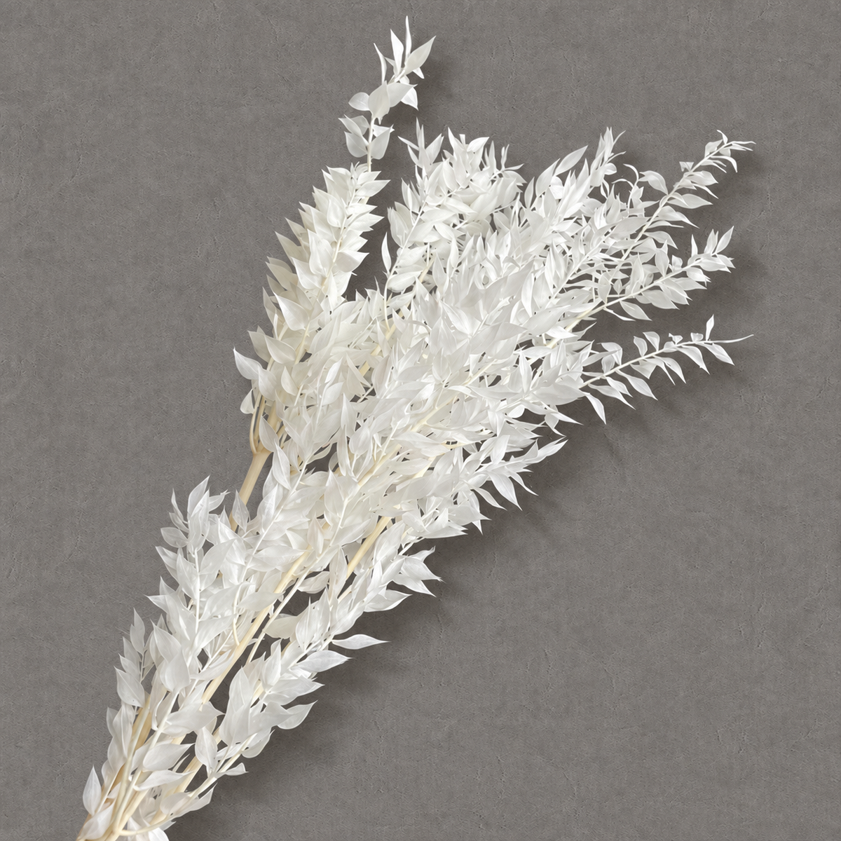 Ruscus — White