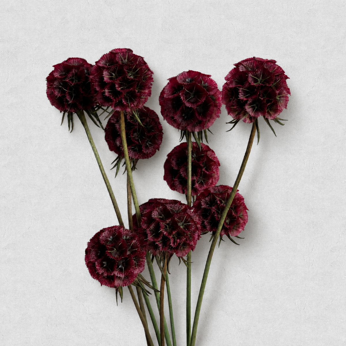Scabiosa — Burgundy
