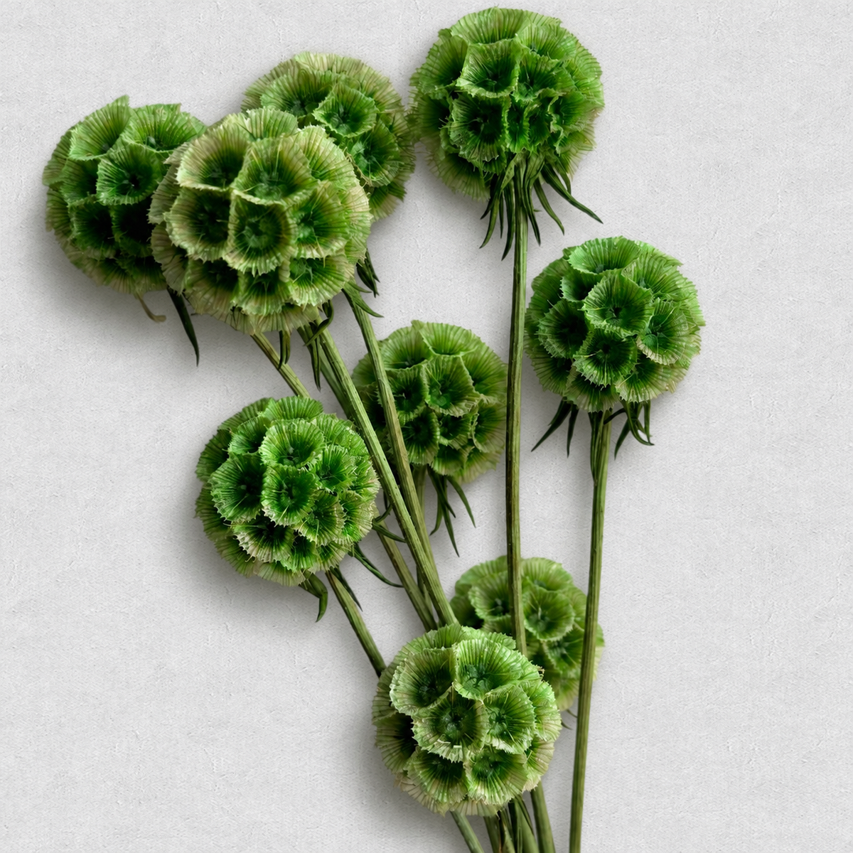 Scabiosa — Green