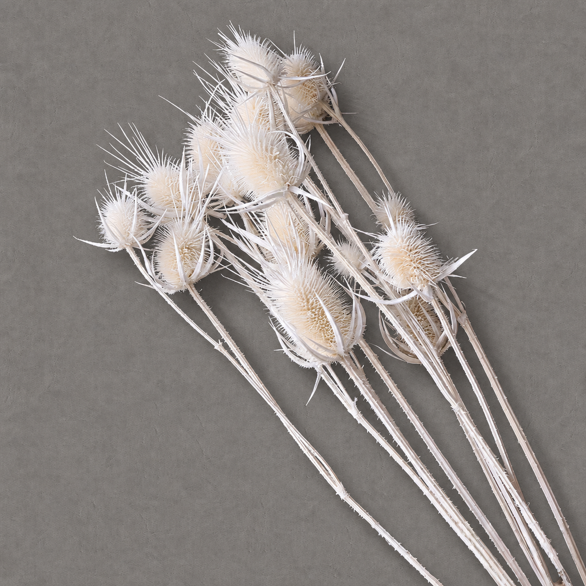 Teasel — White